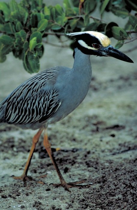 yellow crowned night heron mangroves