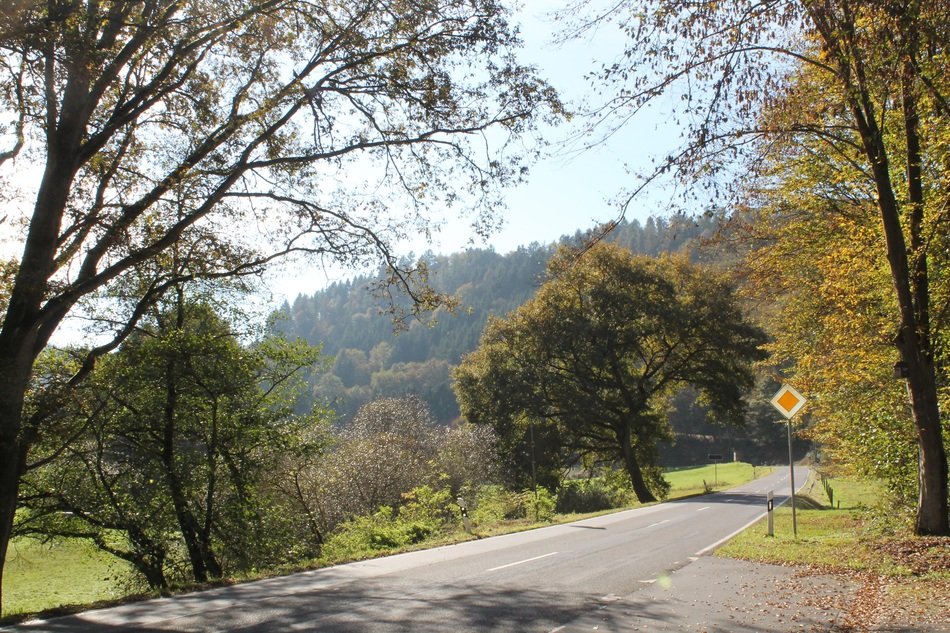 road for cars near the trees