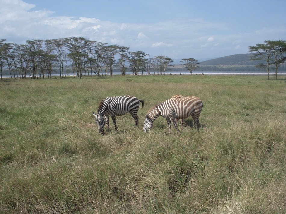 zebra animal feeding in countryside