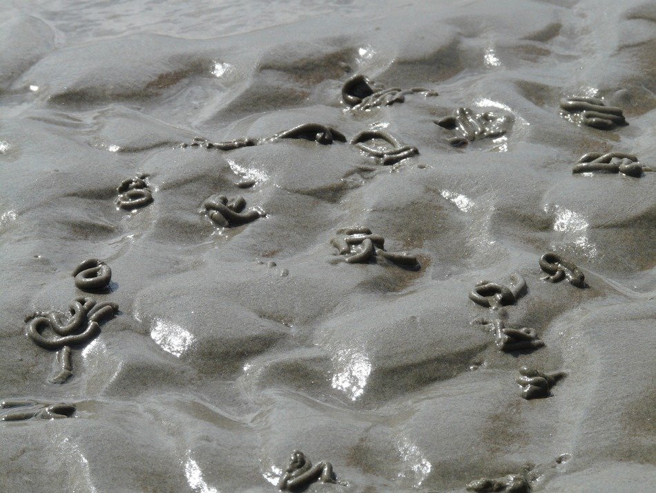 tidal zone of the Wadden Sea