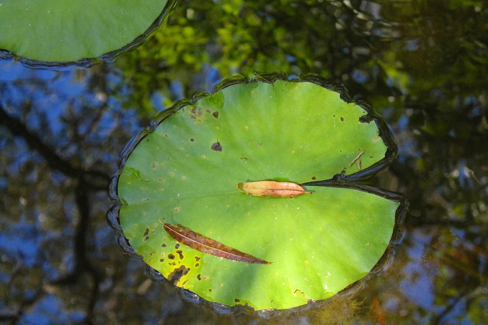 huge green leaves on the water