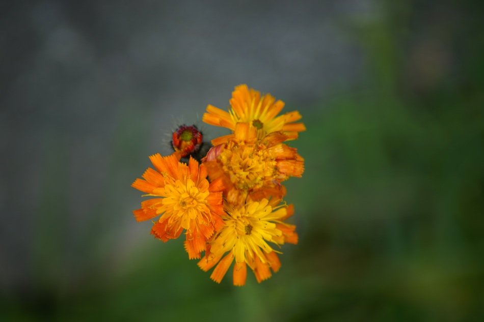 hawk orange flower, pilosella