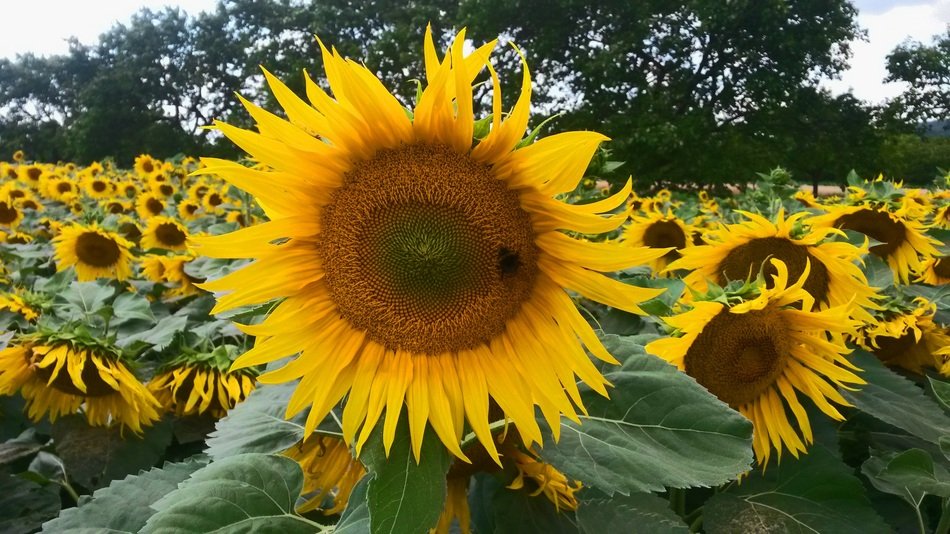 Landscape of the sunflowers on a field