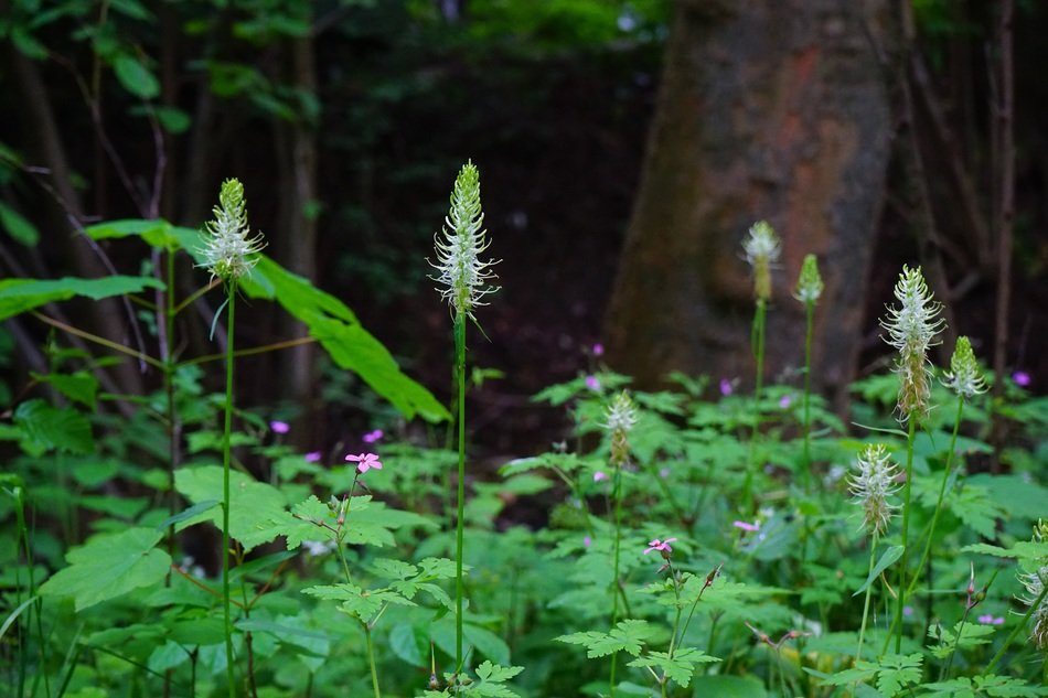 basket flower type in forest scenery