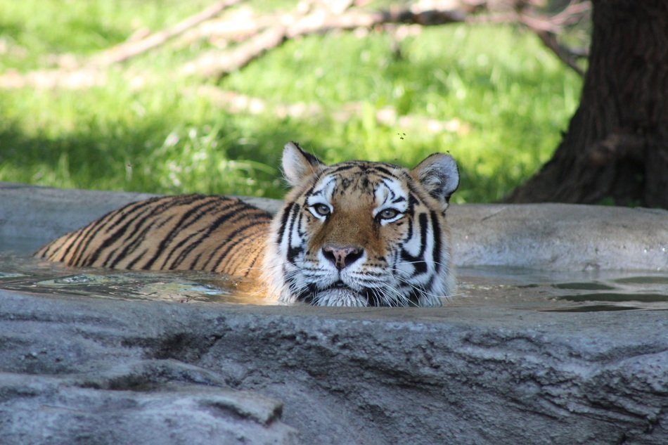 cute tiger swimming in water portrait