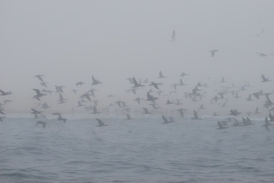 birds over the whale bay