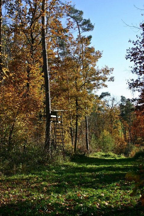 autumn day at forest