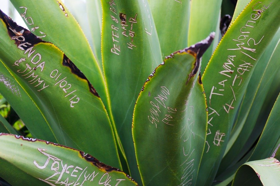 inscriptions on a green plant