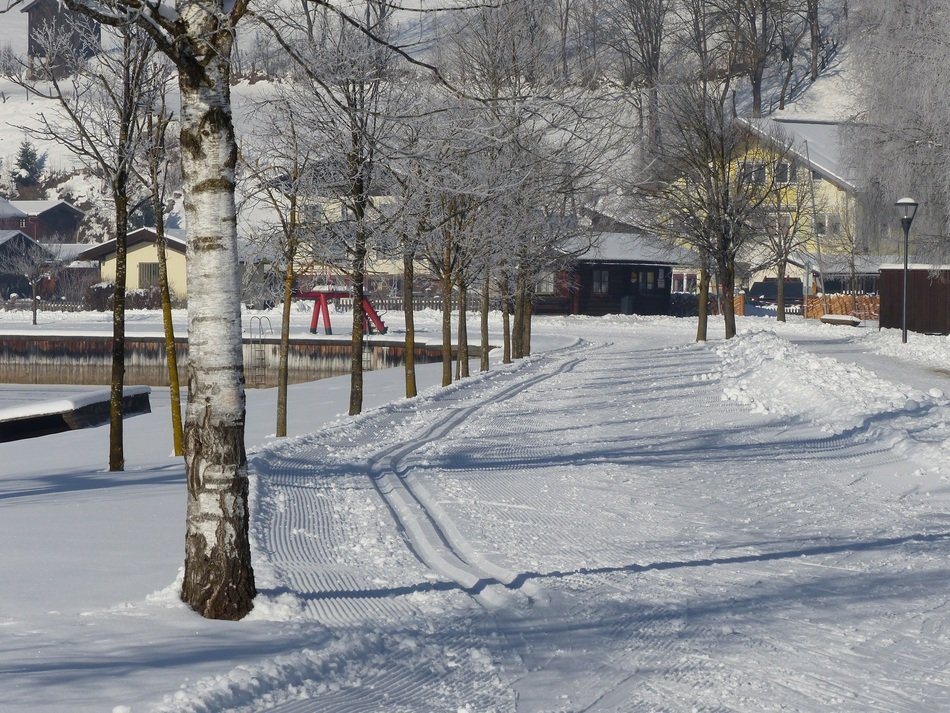 trail in the snow near the trees