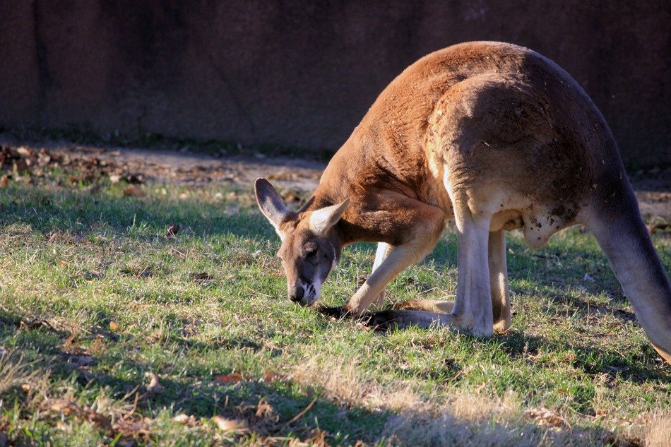 kangaroo life in the wild in Australia