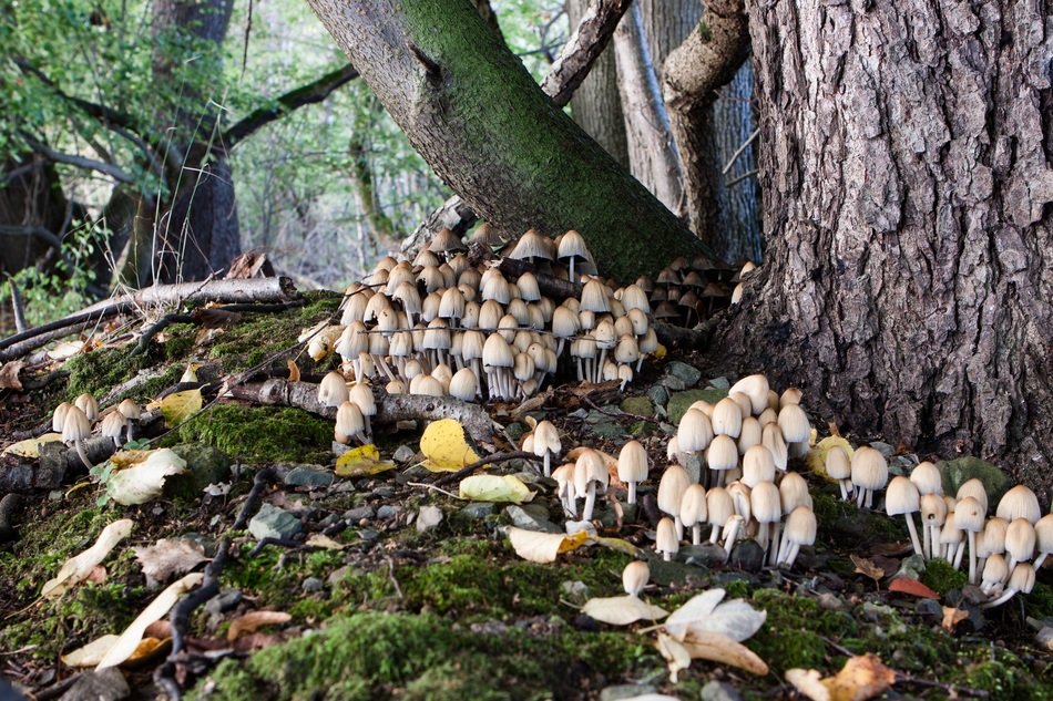 lot of mushrooms at tree