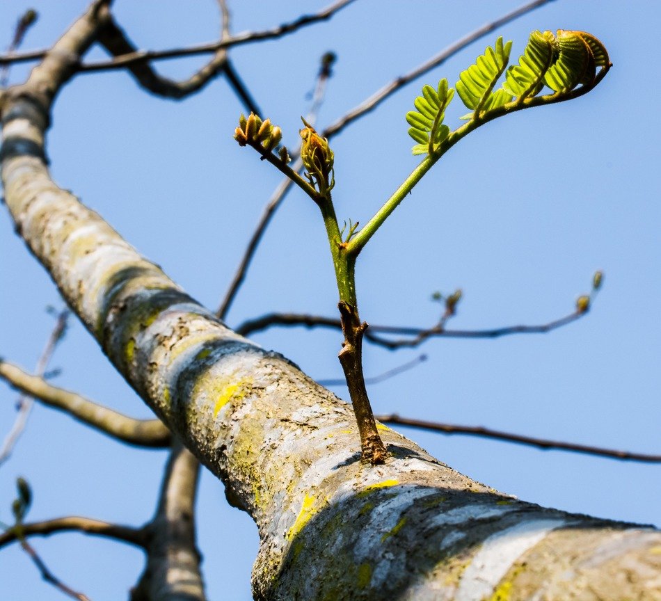 young fresh tree in spring