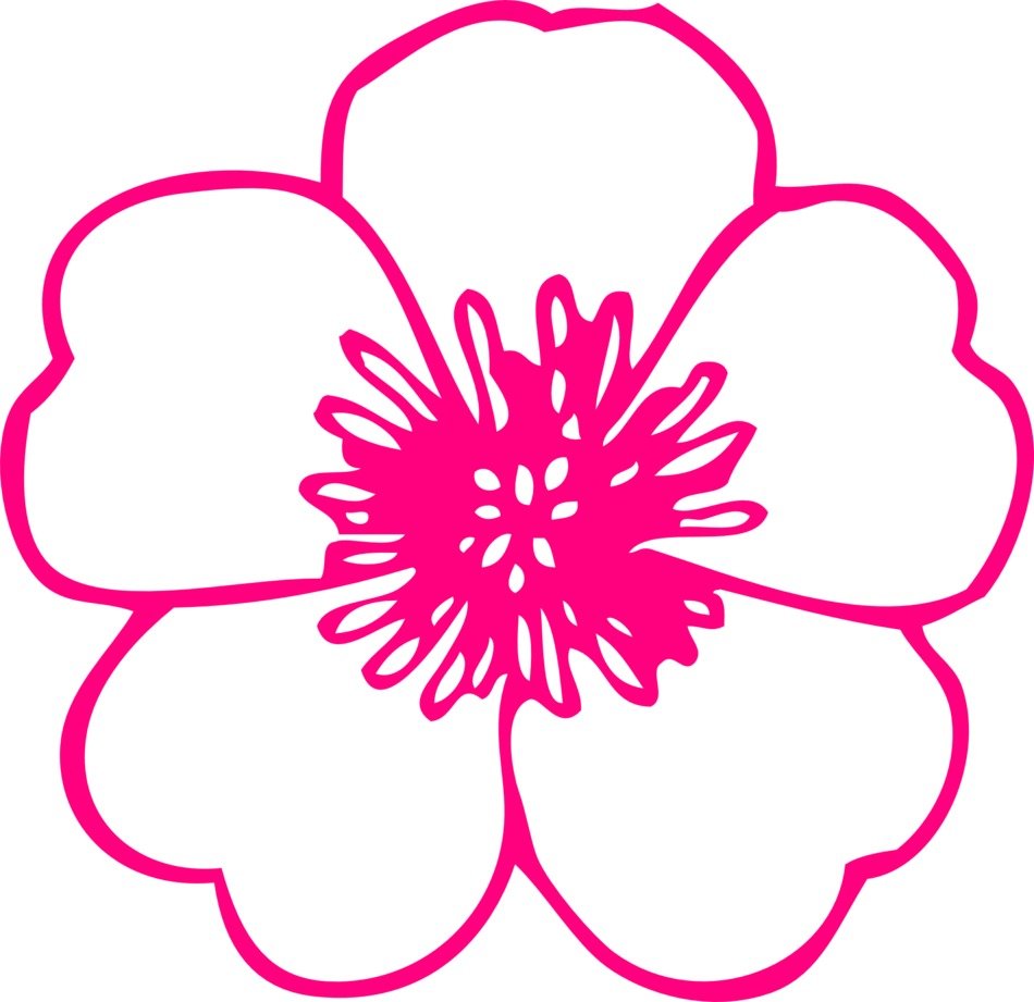Pink blossom picture