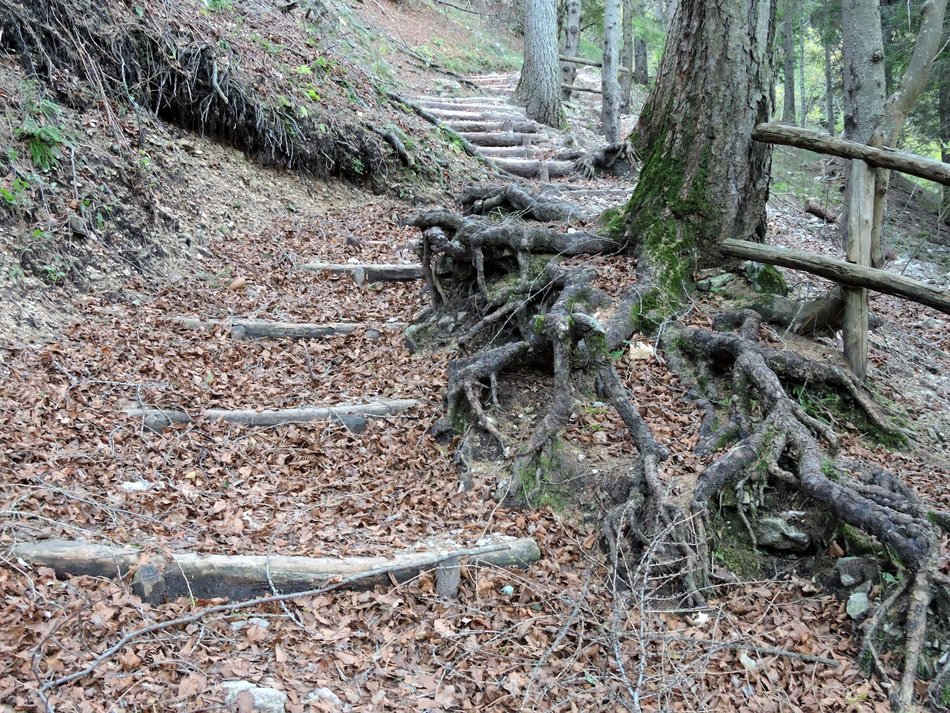 wooden steps and tree roots in the forest