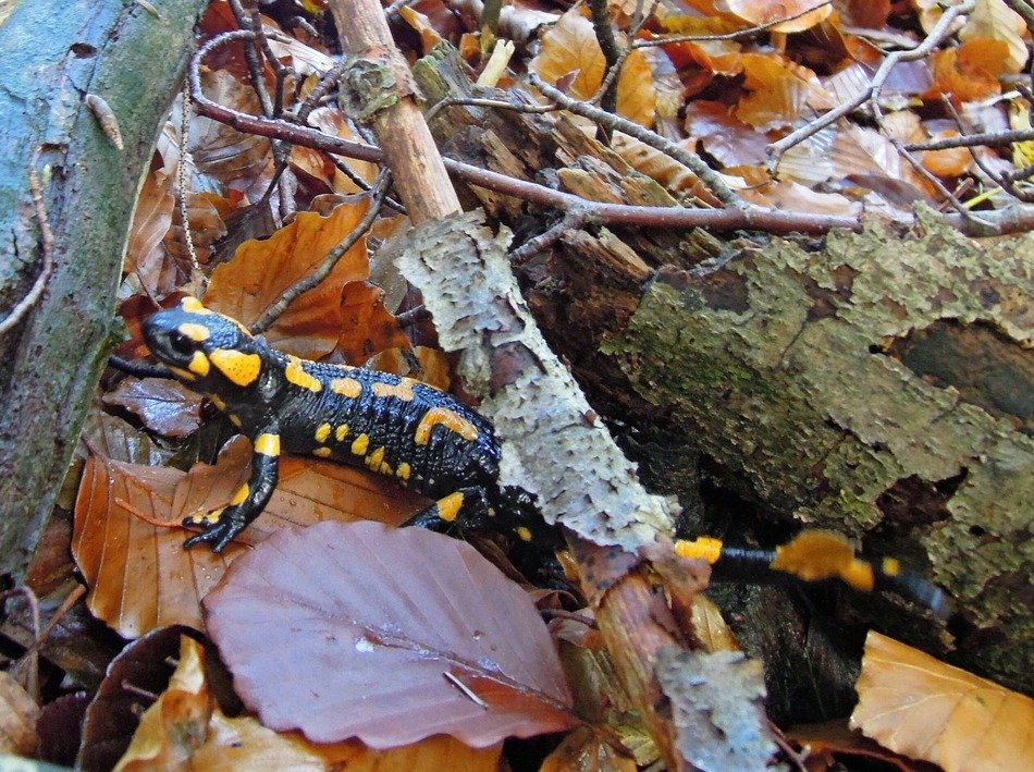 salamander in the autumn forest