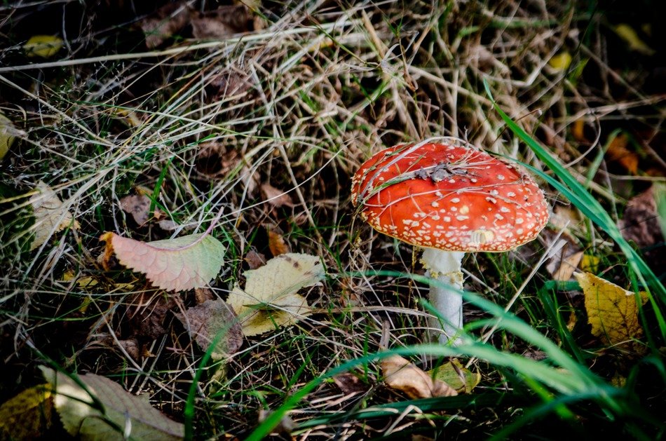 fly agaric mushrooms in the grass