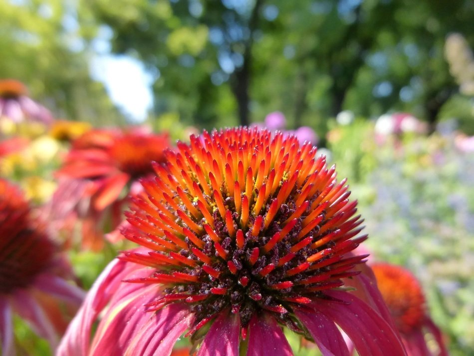 echinacea ornamental plants of july