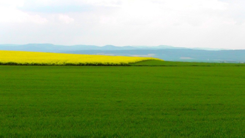 beautiful and delightful oilseed rape
