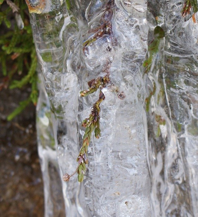 the plant is frozen in water