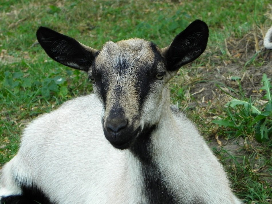 goat kid domestic livestock
