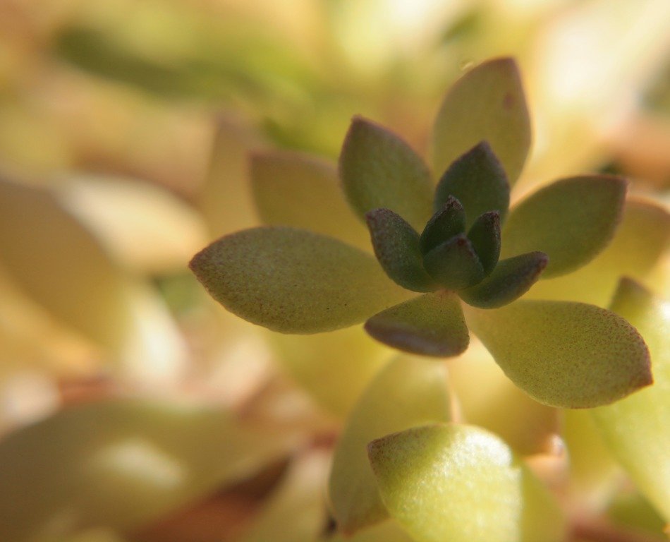 Green succulent flowers close-up on blurred background