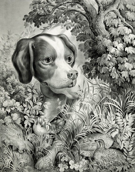 vintage drawing of a dog in the bush