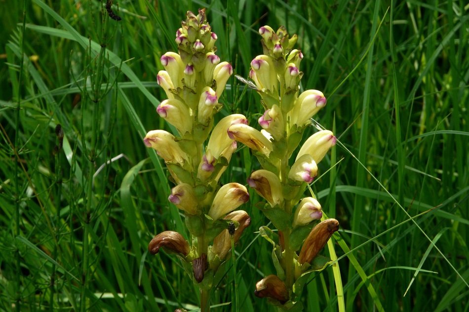 pedicularis sceptrum-carolinum among green grass
