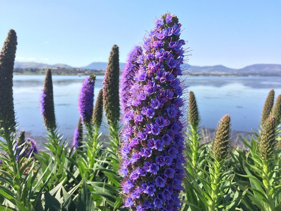purple flower near blue water scene close-up