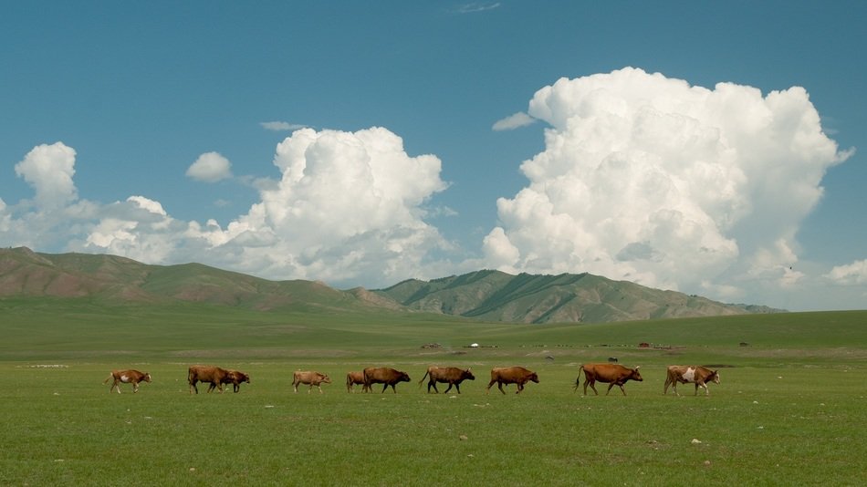Beautiful and colorful landscape with the animals under the clouds