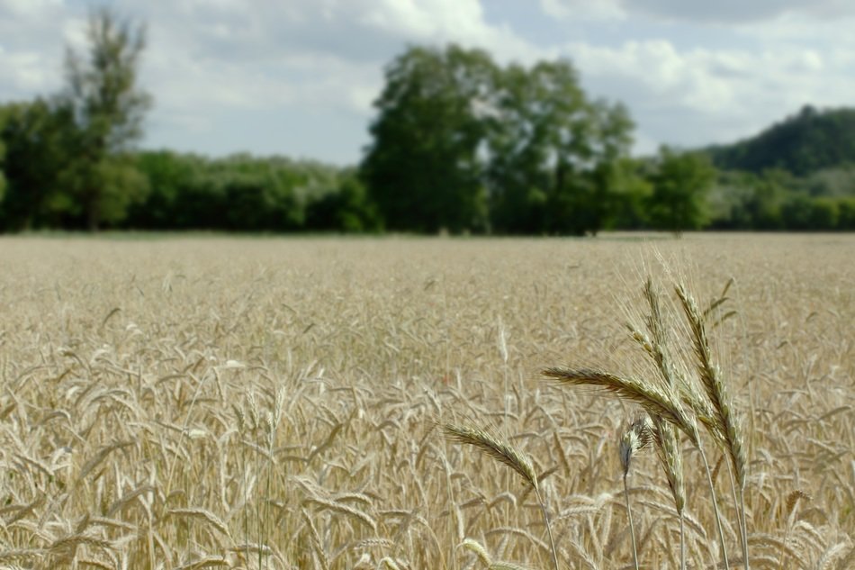 summer wheat field with trees