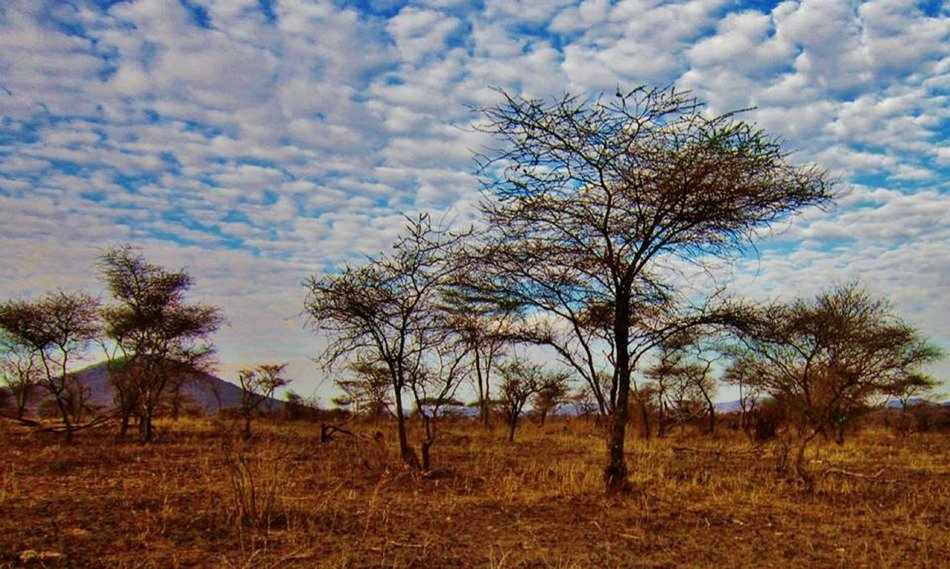 Scenic landscape in the Serengeti National Park