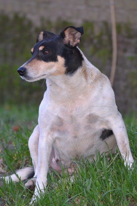 jack russel on the lawn