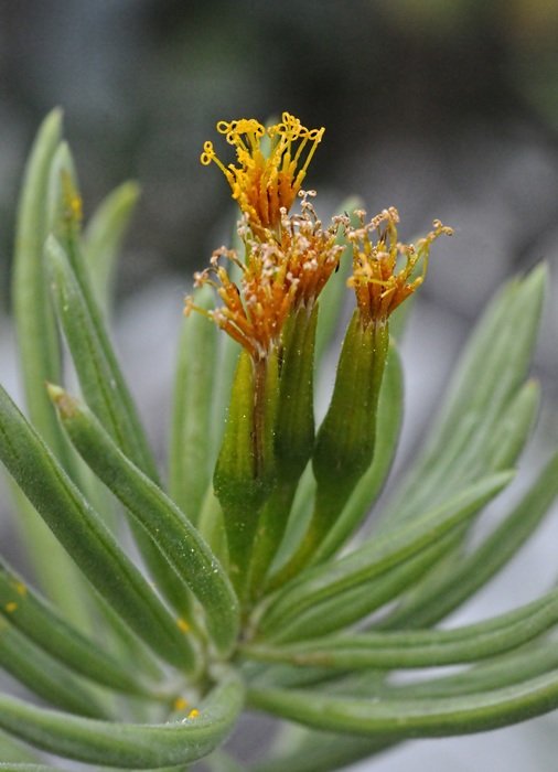 green succulent kleinia petraea, kenya