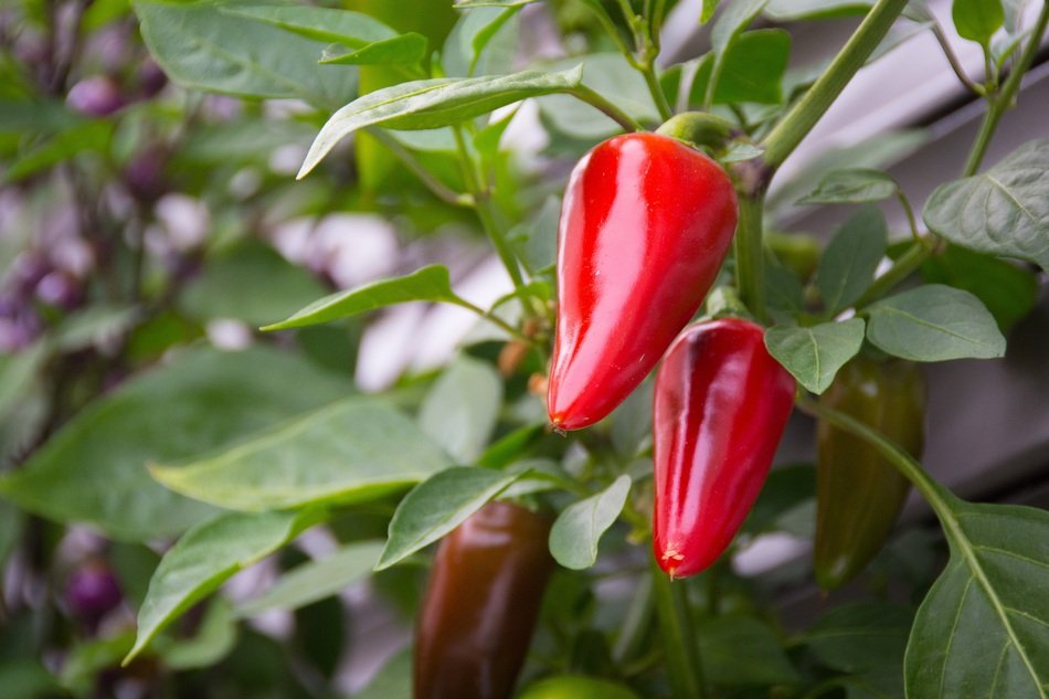 red chili vegetable