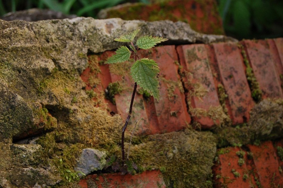 Leaf in a brick close-up