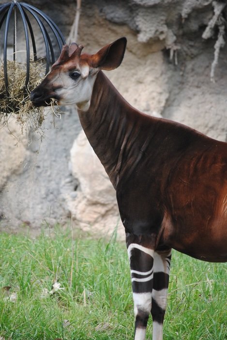brown okapi near the cliff