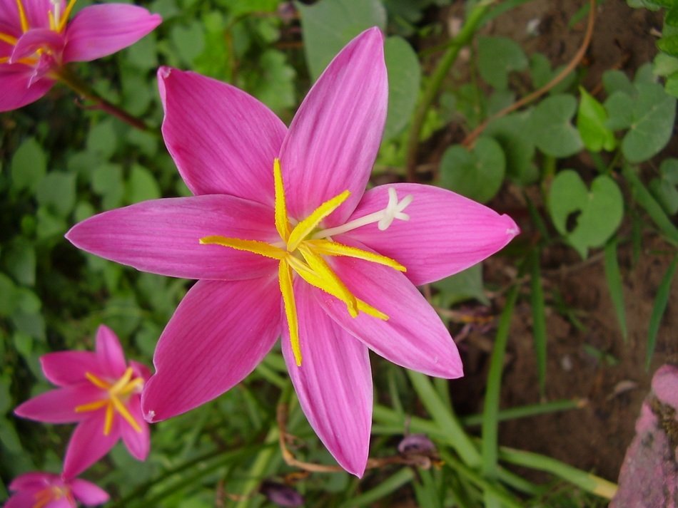 pink fairy lily