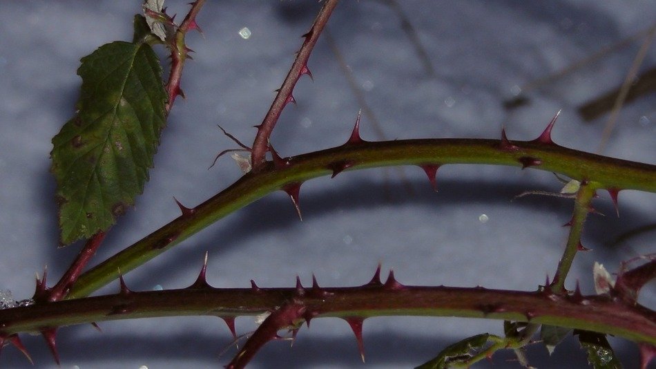 twigs of blackberry with sharp thorns on snow