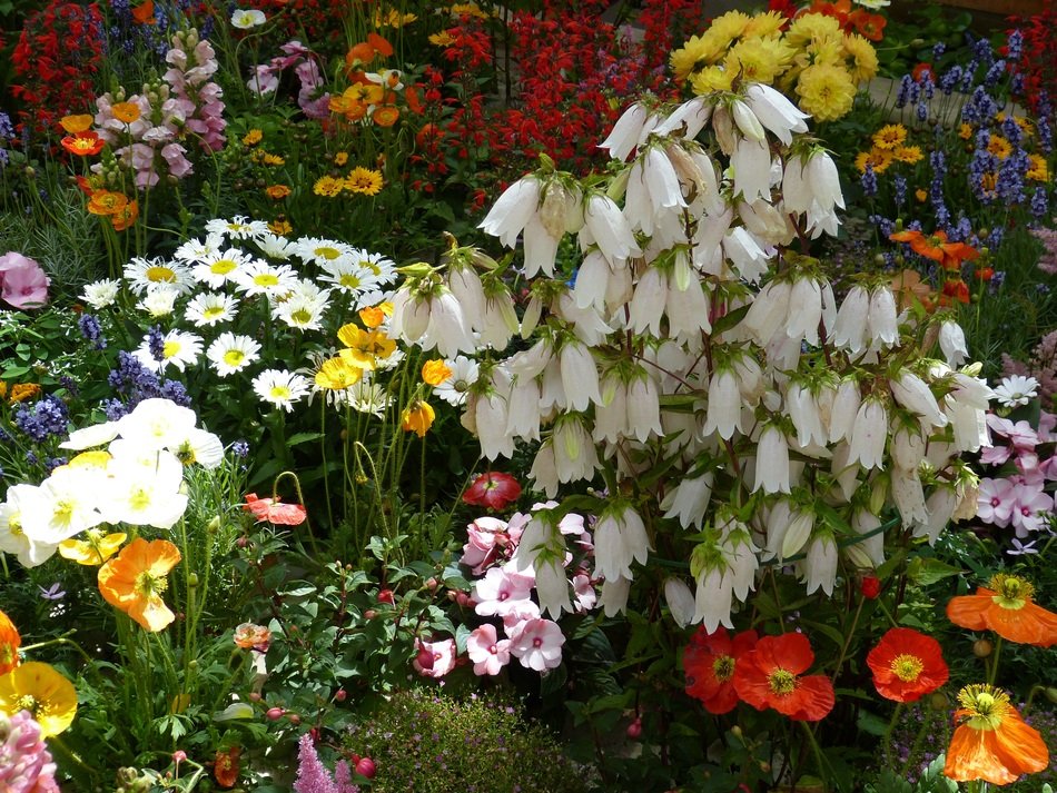 bunch of flowers in the summer
