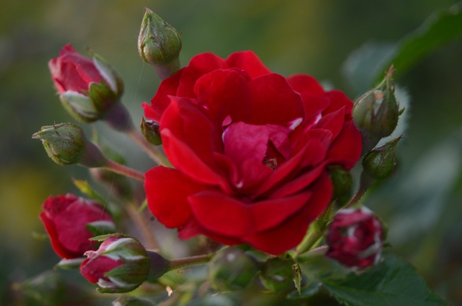 Close-up of the beautiful red roses