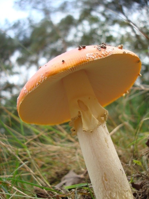beautiful mushroom among the grass