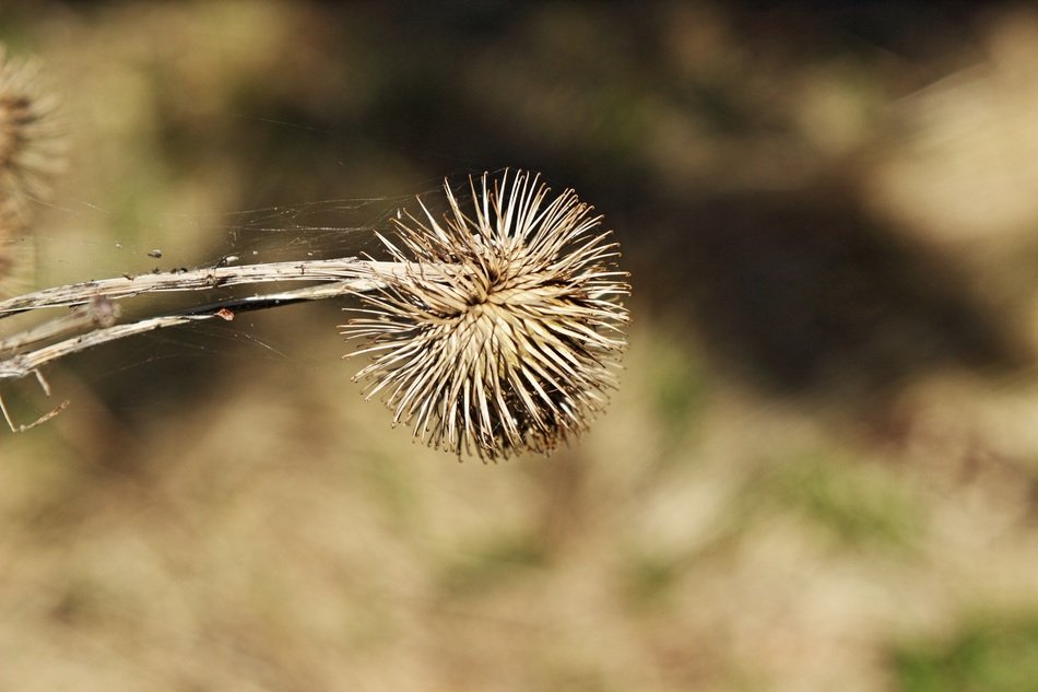 dry bloom of the burdock