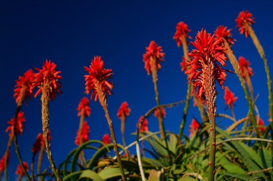 torch aloe close-up against the blue sky