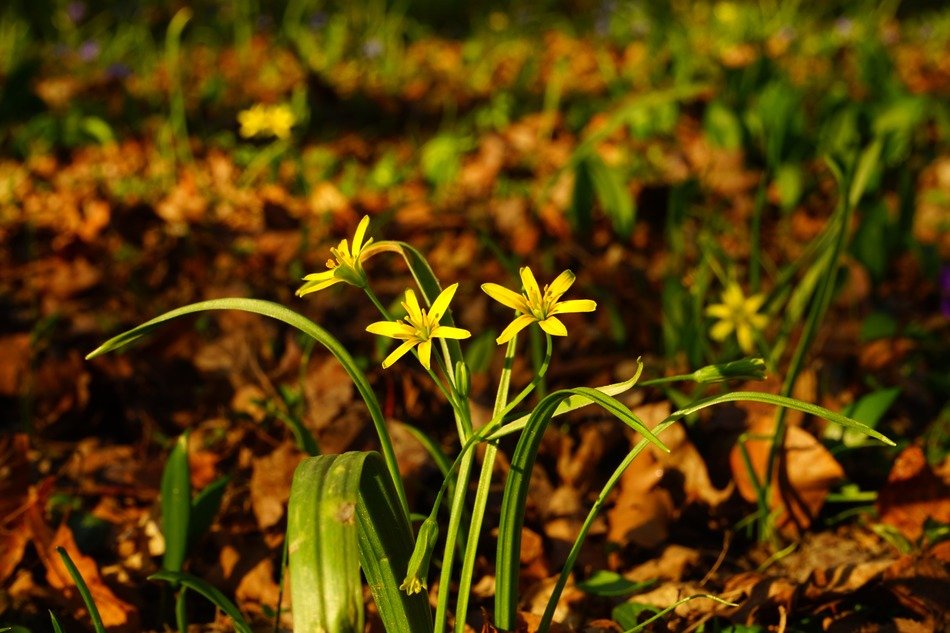 yellow star in the meadow