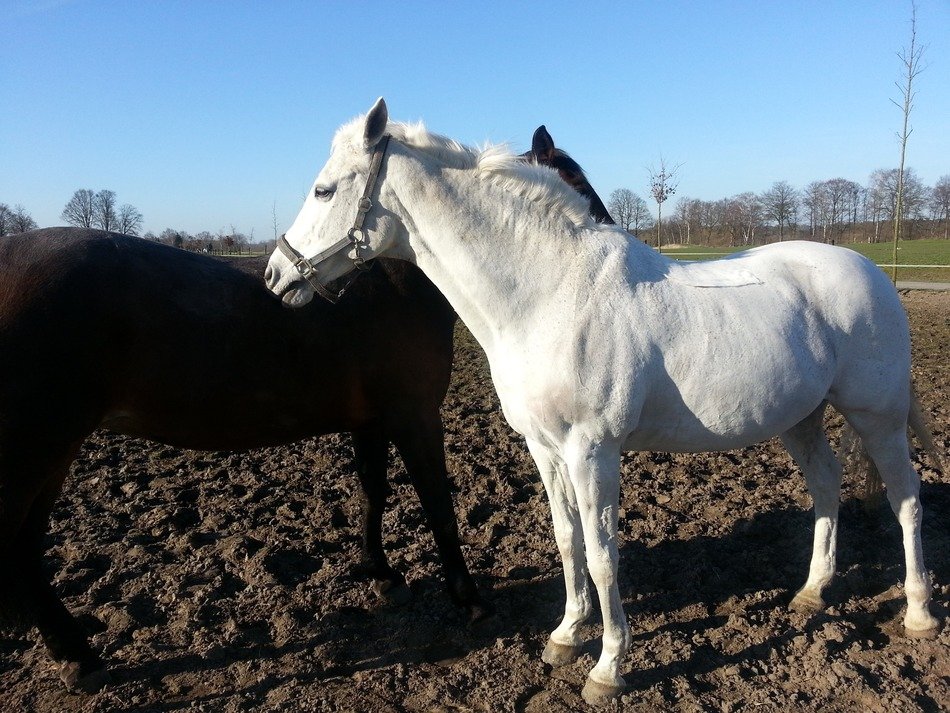 Beautiful white and black horses on the ground
