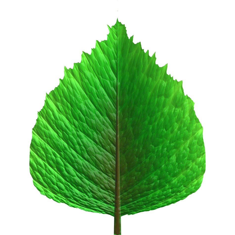green leaf render