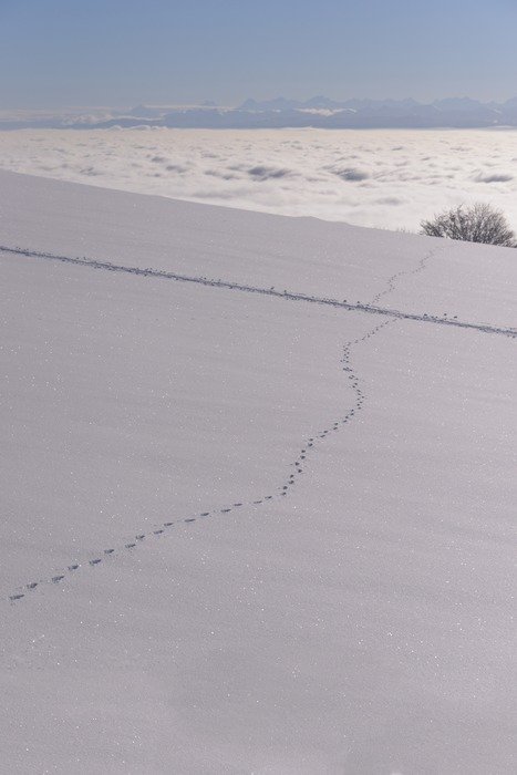 top view of the tracks in the snow