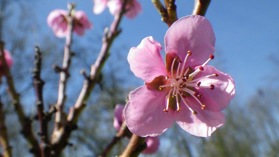 spring pink flowers of an apple tree in the sun