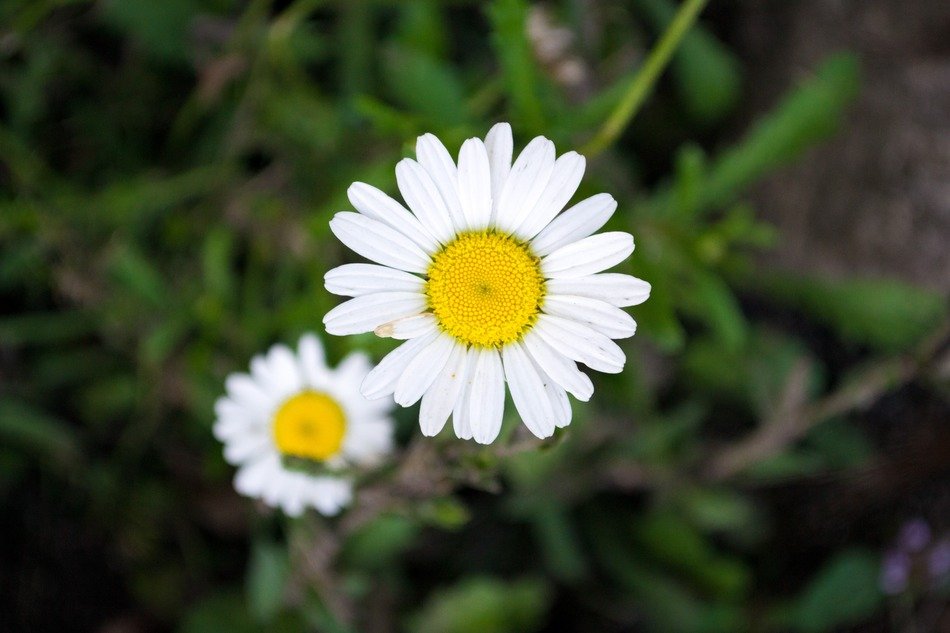 pair of daisies