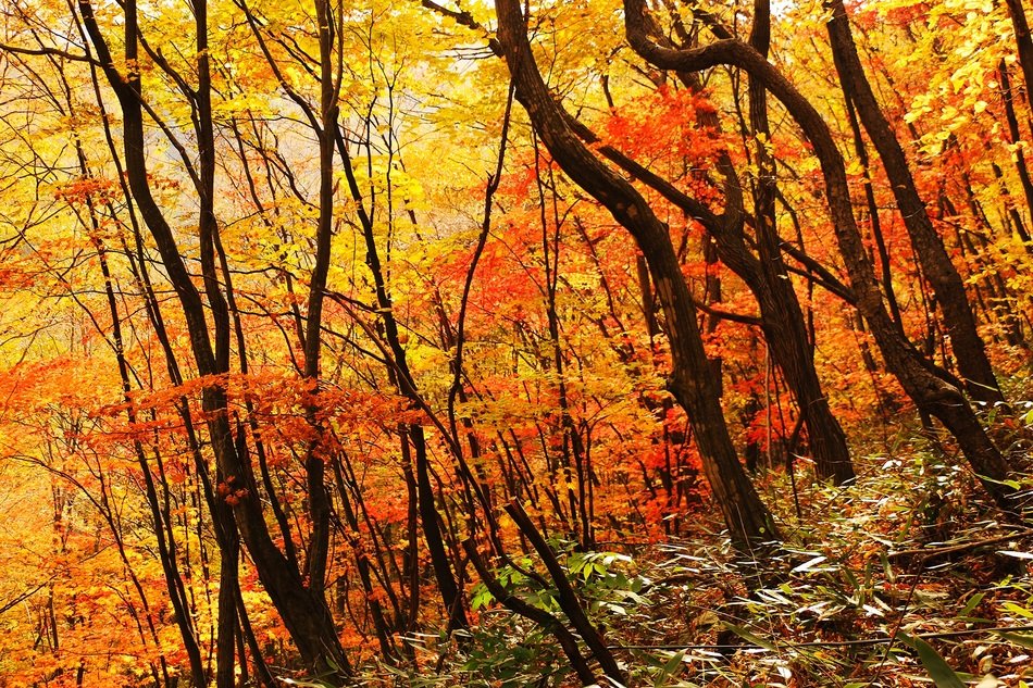beautiful and delightful autumn landscape